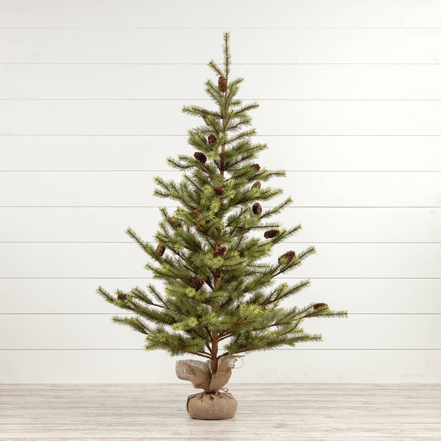 5' Outback Pine Tree