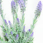 19" Lavender Spray