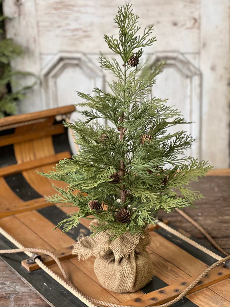 24" North Rim Hemlock Tree