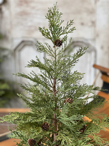 24" North Rim Hemlock Tree