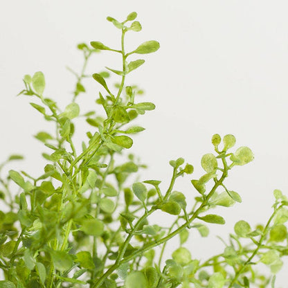 12" Weatherproof Peppergrass Greenery Bush