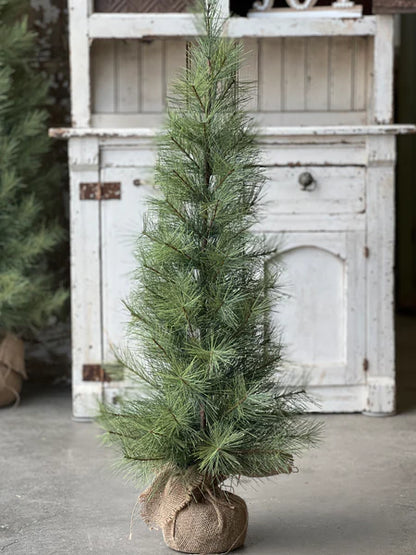 5' Timberline Pine Tree