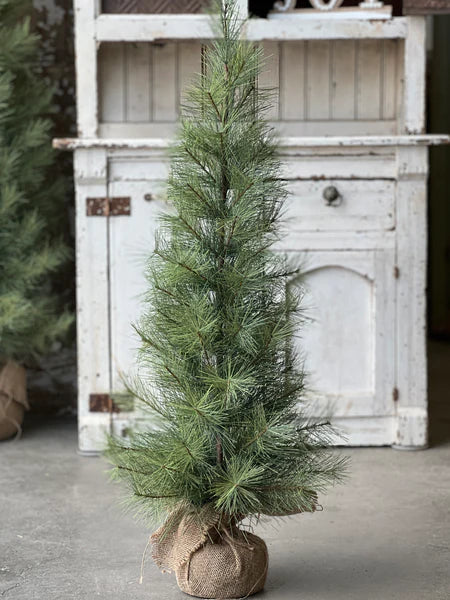 6' Timberline Pine Tree
