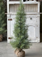 5' Timberline Pine Tree