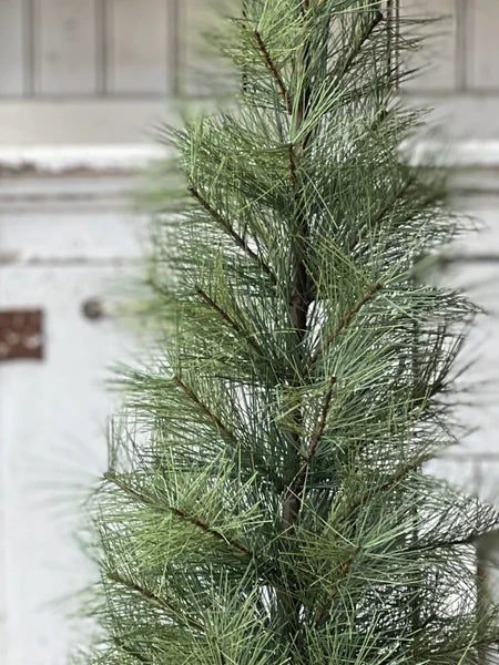 6' Timberline Pine Tree