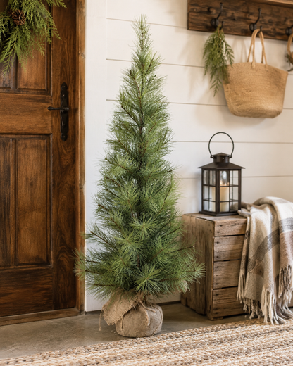 6' Timberline Pine Tree
