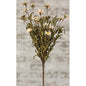 18" Teastained Daisy Bush