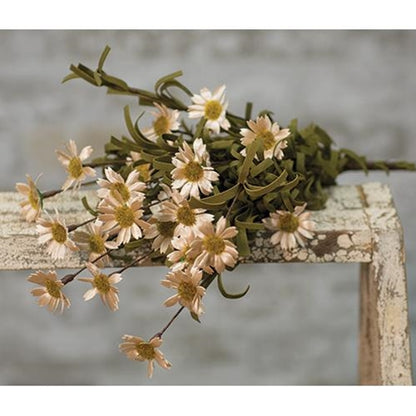 18" Teastained Daisy Bush