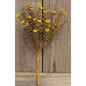 10.5" Mustard Astilbe Bush