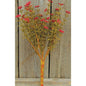 10.5" Red Astilbe Bush